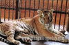Tigress &rsquo;Netravathi&rsquo; in Pilikula gives birth to  4 cubs